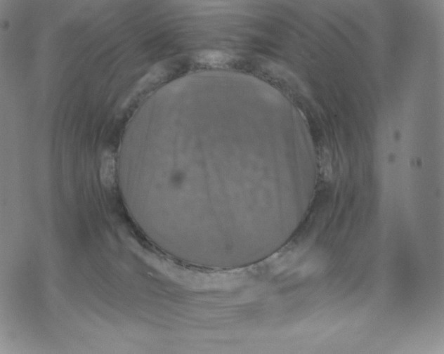 X0000076070036200610152239