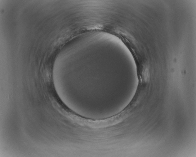 X0000076070039200610152239