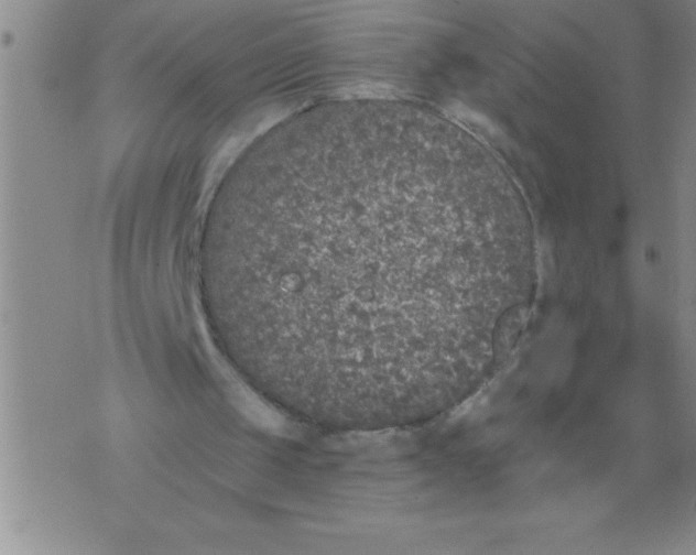 X0000076070049200610152238