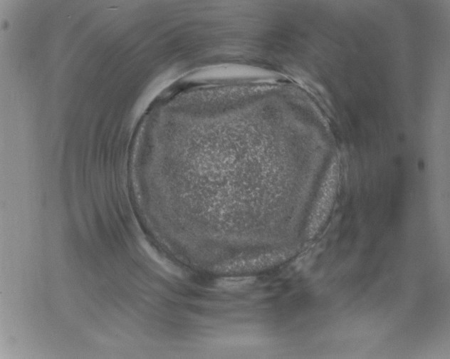 X0000076070051200610152238