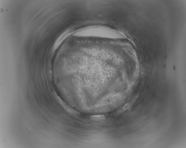 X0000076070053200610152238