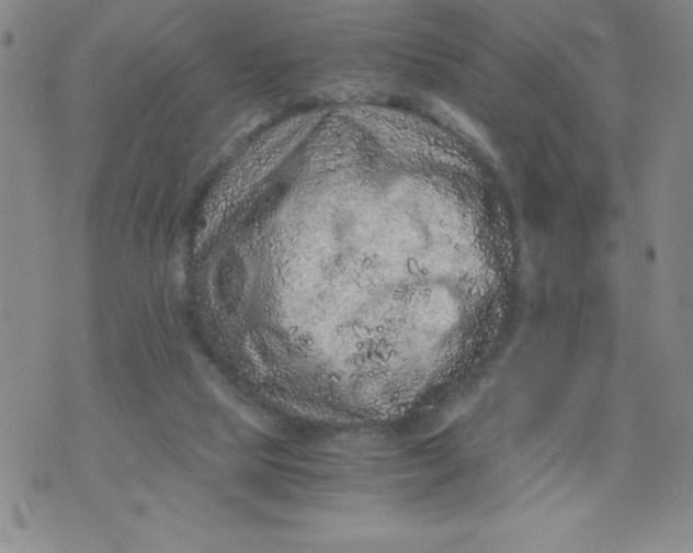 X0000076070065200610152238