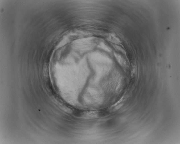 X0000076070078200610152238