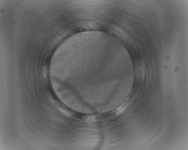 X0000076070132200610152237