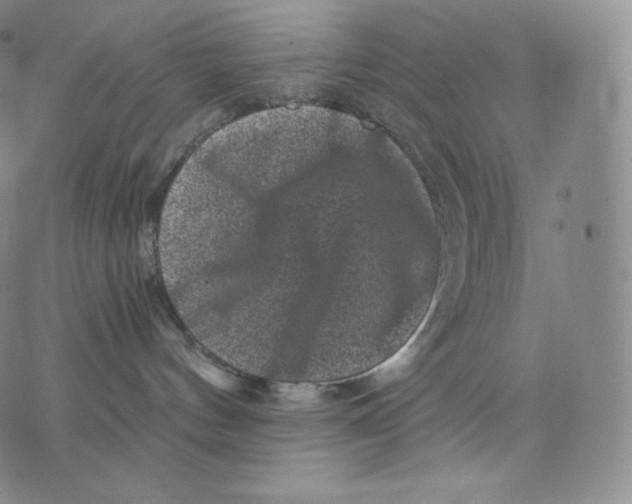 X0000076070144200610152237