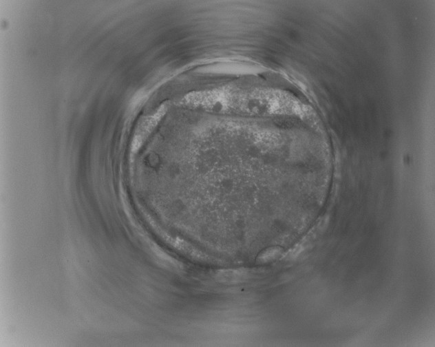 X0000076070145200610152236