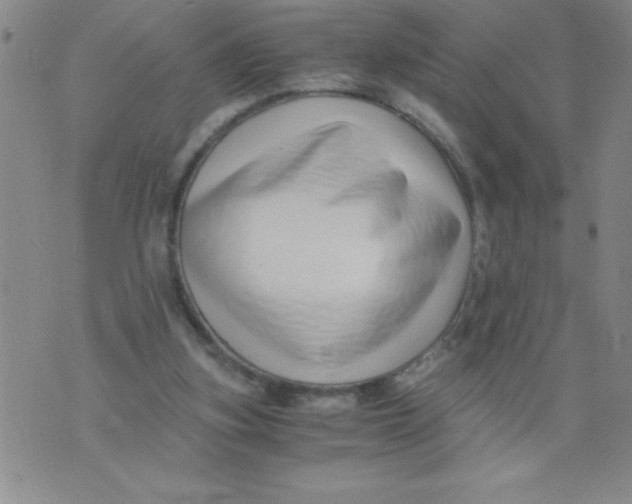 X0000076070155200610152236