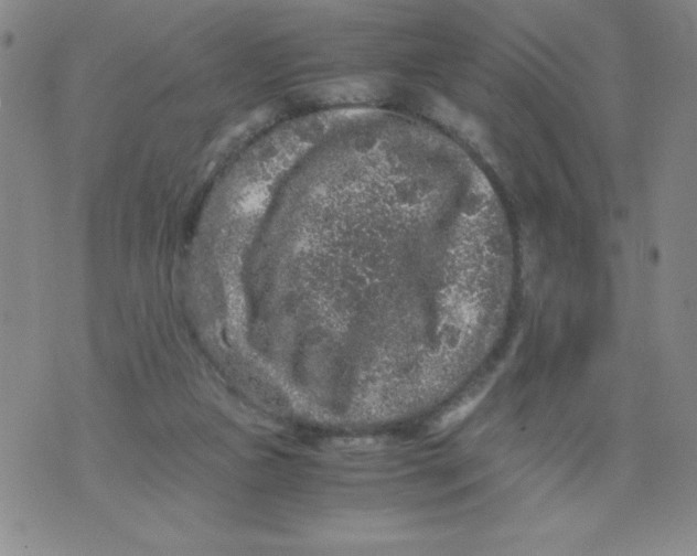 X0000076070161200610152236