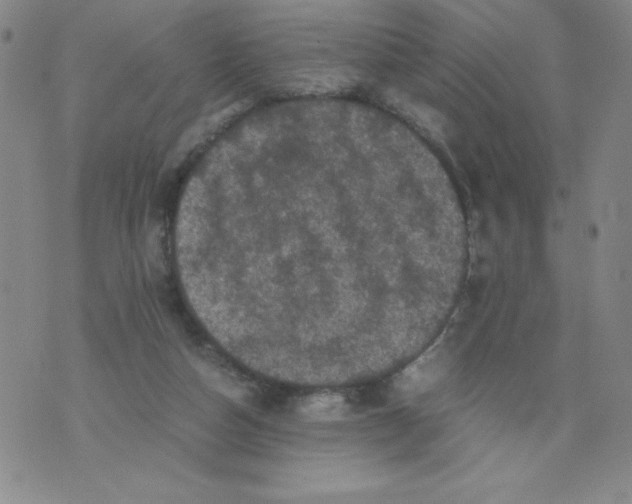 X0000076070162200610152236