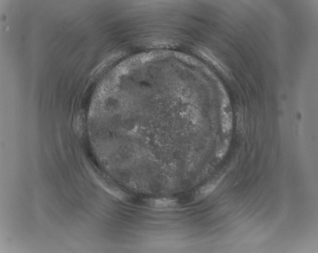 X0000076070165200610152236