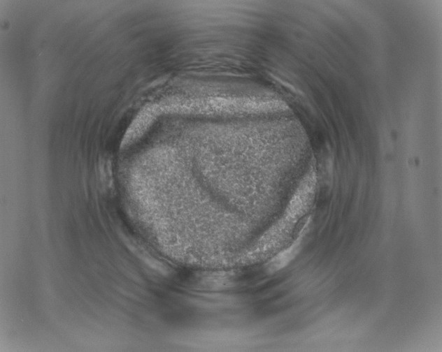 X0000076070182200610152237