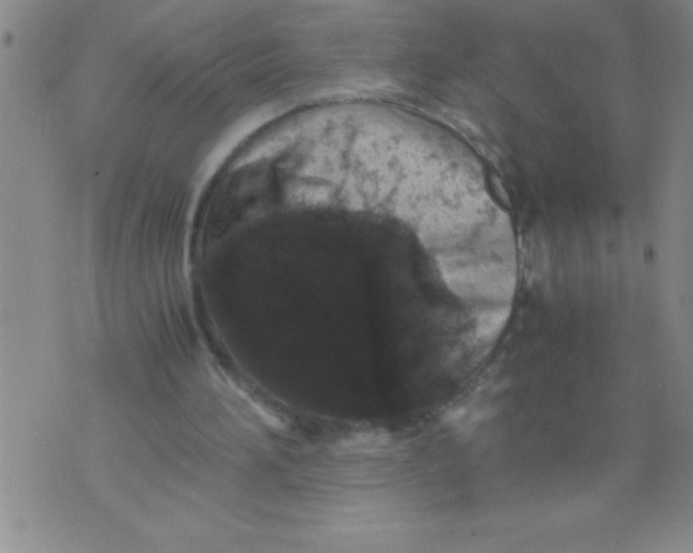 X0000076070196200610152236