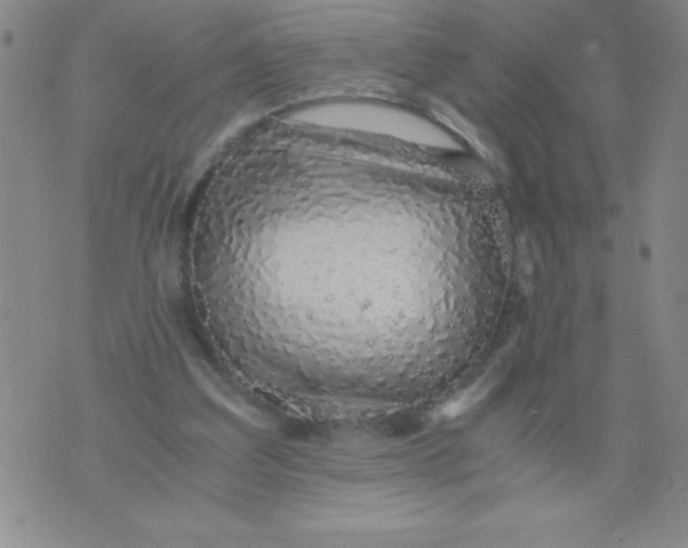 X0000076070203200610152236