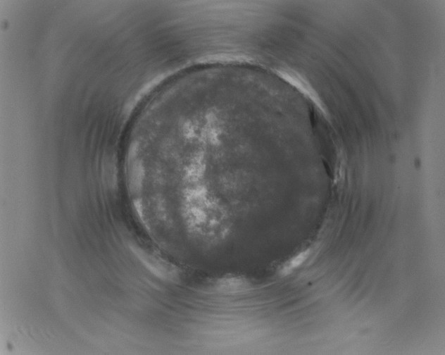 X0000076070204200610152236