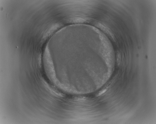 X0000076070206200610152236