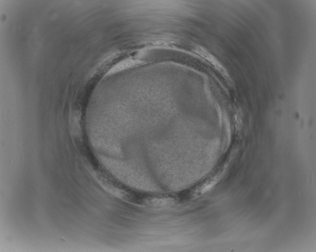 X0000076070209200610152236