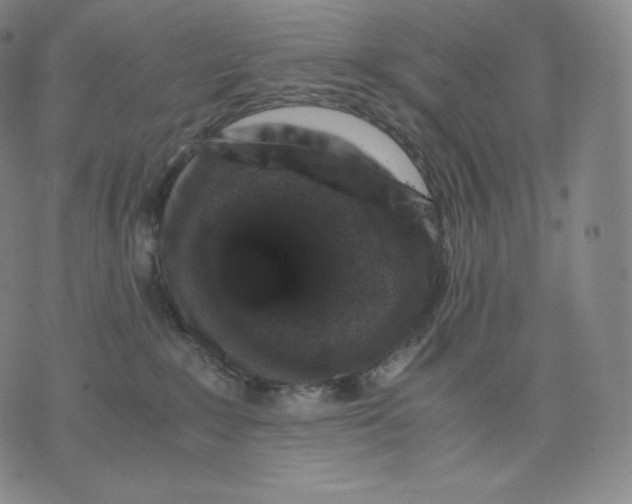 X0000076070235200610152235