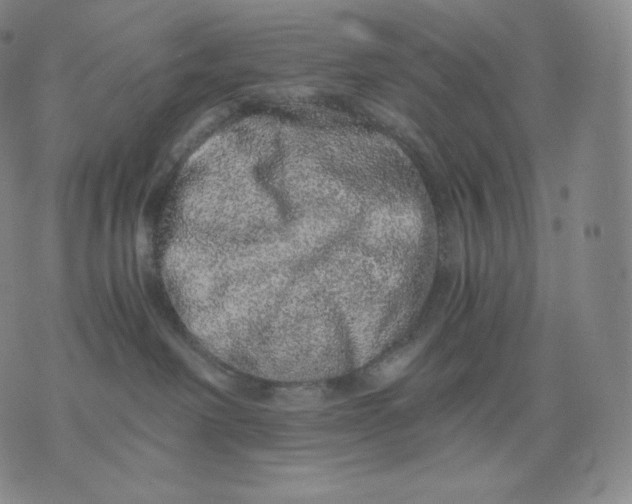 X0000076070238200610152235