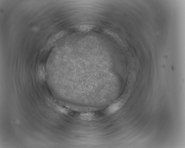 X0000076070240200610152235