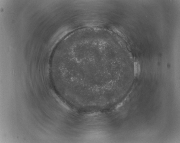 X0000076070243200610152234