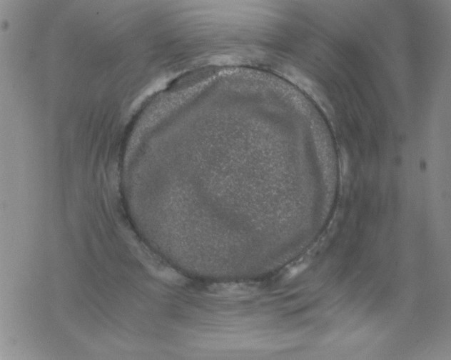 X0000076070297200610152234