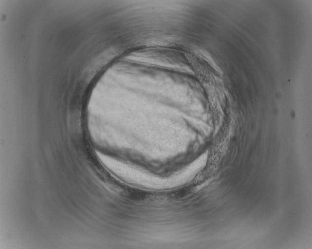 X0000076070299200610152234