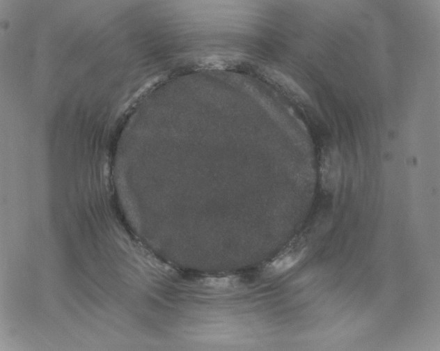 X0000076070314200610152234