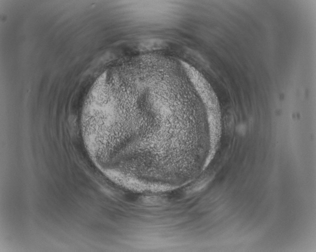 X0000076070327200610152234