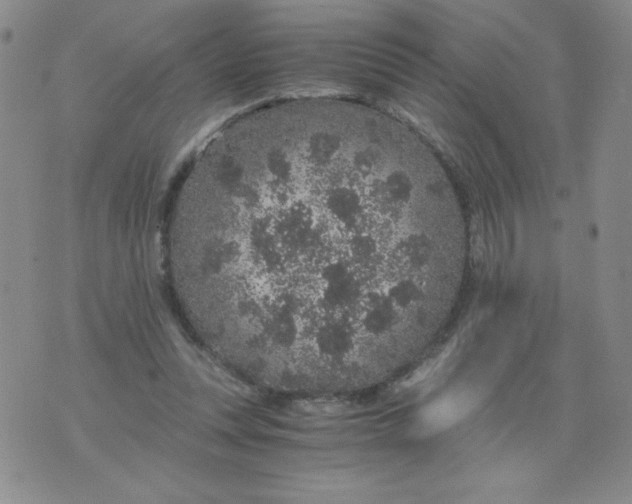 X0000076070351200610152233