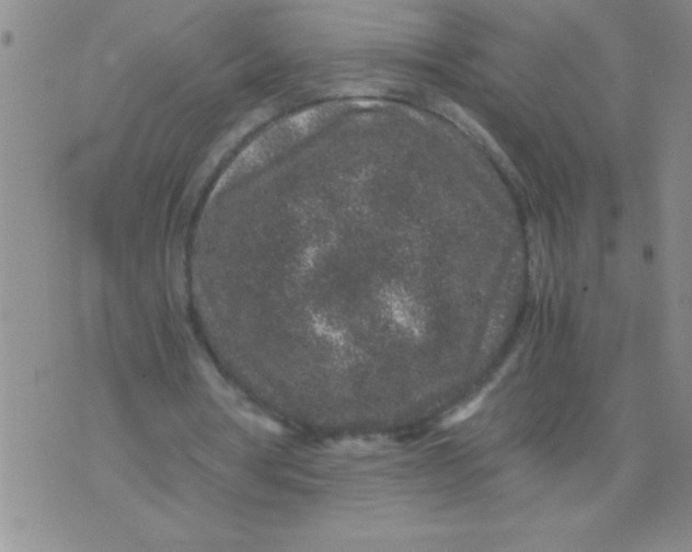 X0000076070386200610152233