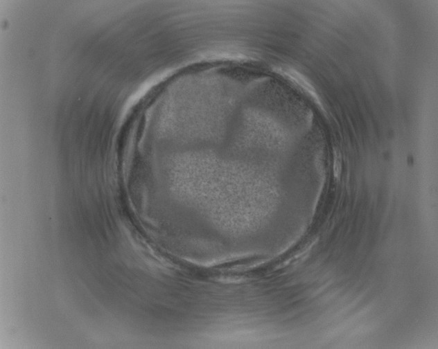 X0000076070388200610152233