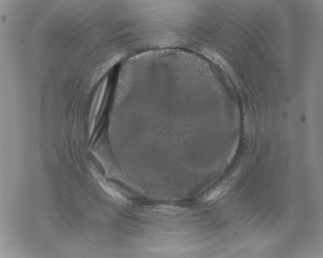 X0000076070393200610152233