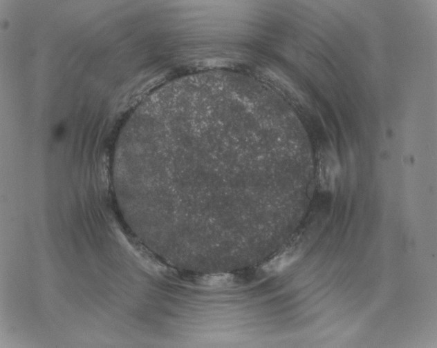 X0000076070410200610152232