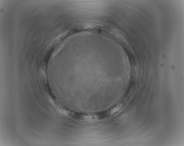 X0000076070415200610152232