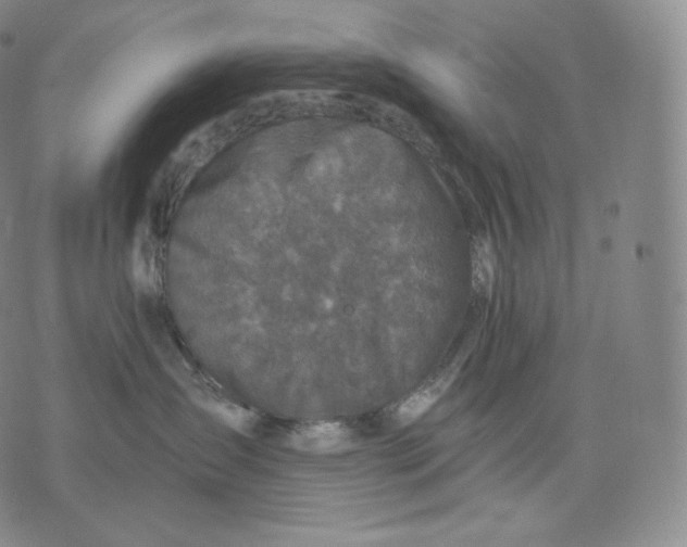 X0000076070431200610152232