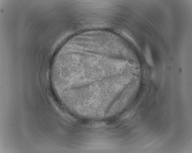 X0000076070491200610152231