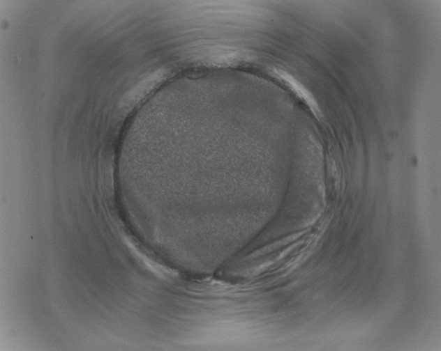 X0000076070493200610152231