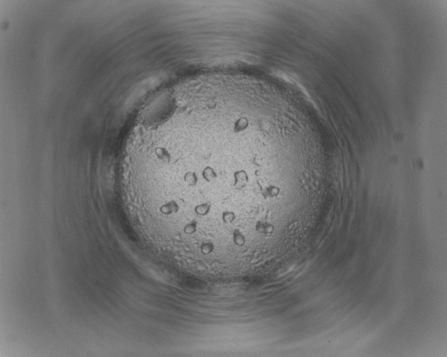 X0000076070495200610152231