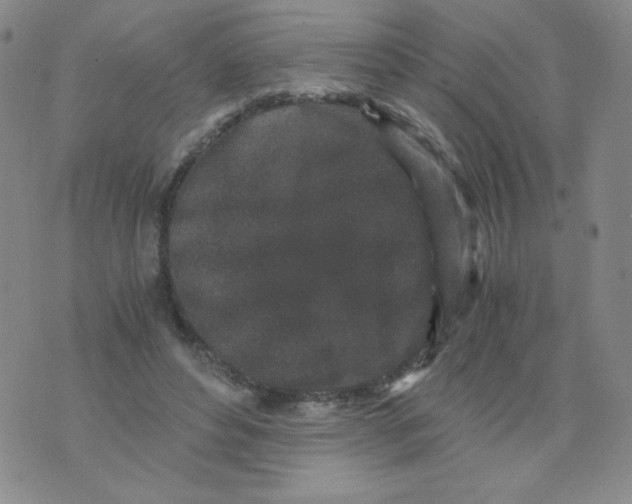 X0000076070496200610152231