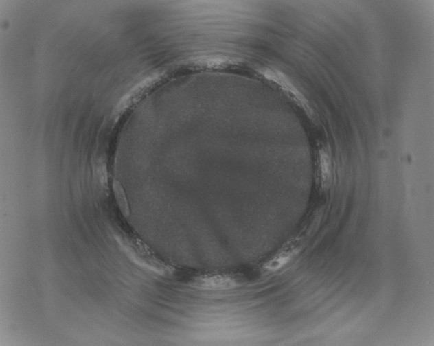 X0000076070500200610152231