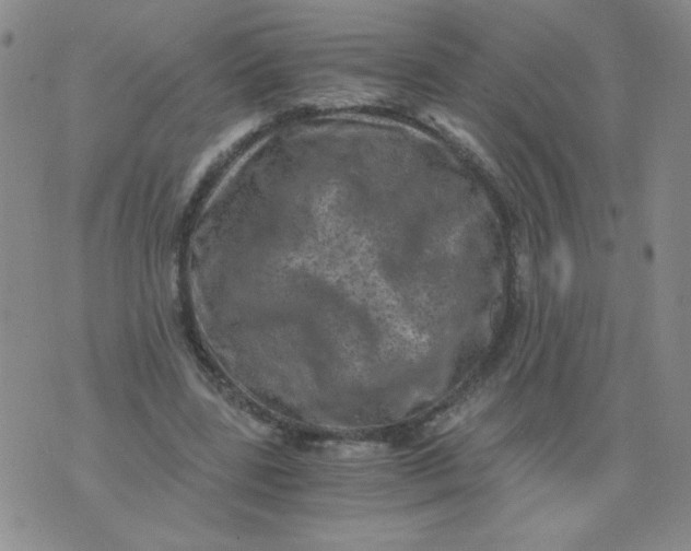 X0000076070539200610152230