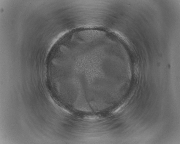 X0000076070540200610152230