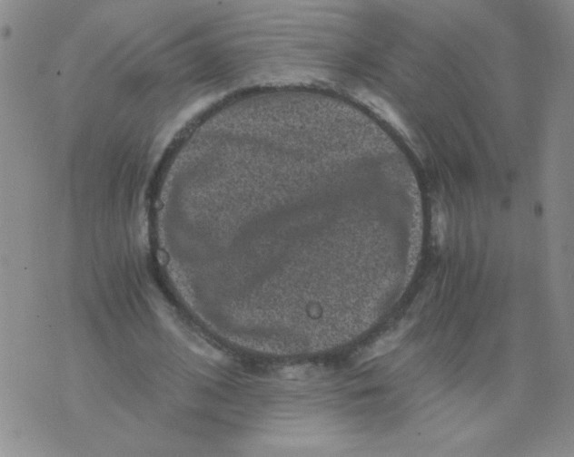 X0000076070584200610152230