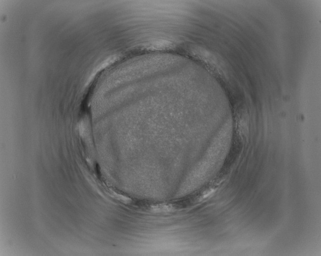 X0000076070591200610152230