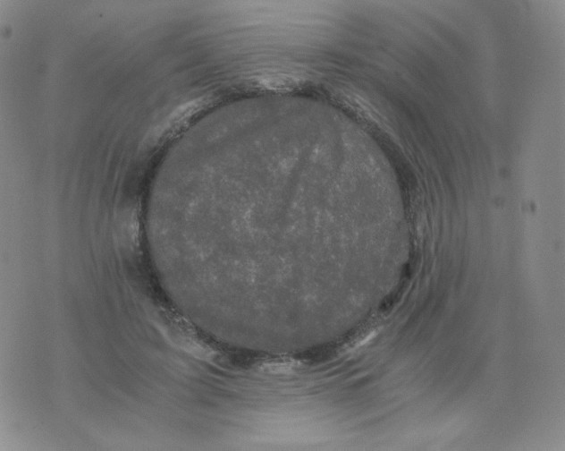 X0000076070595200610152229