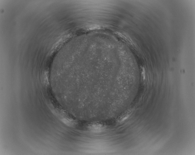 X0000076070598200610152229