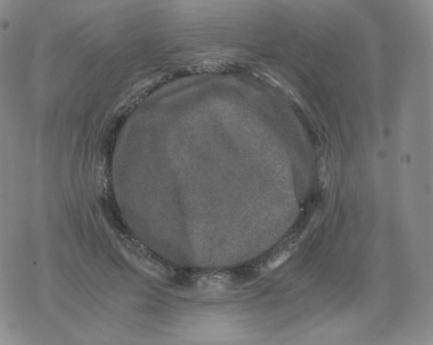 X0000076070599200610152229