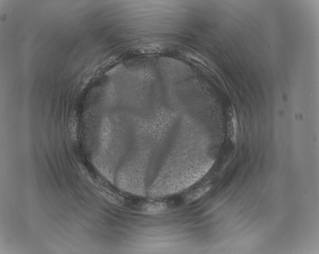 X0000076070604200610152229