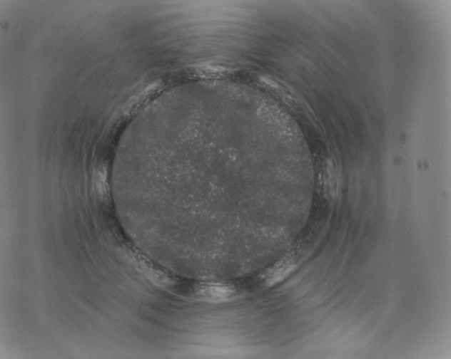 X0000076070610200610152229