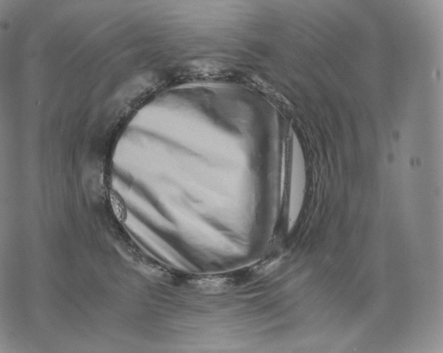 X0000076070615200610152229